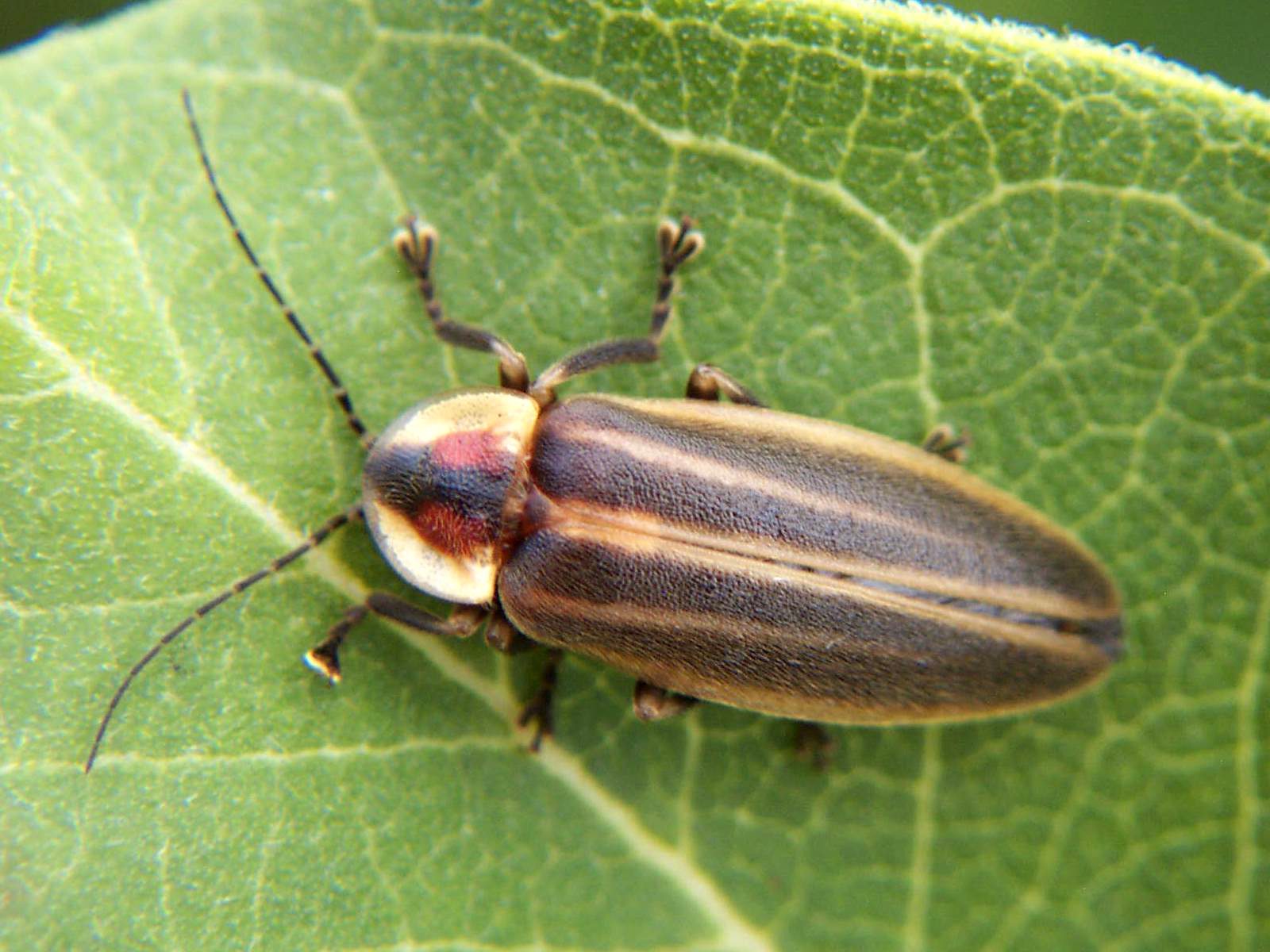 Pretty Firefly